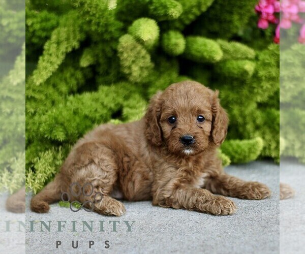 Medium Photo #3 Cavapoo Puppy For Sale in PARADISE, PA, USA
