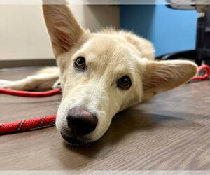 - Mix Dogs for adoption in Hoffman Estates, IL, USA
