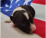 Small #39 Border Collie