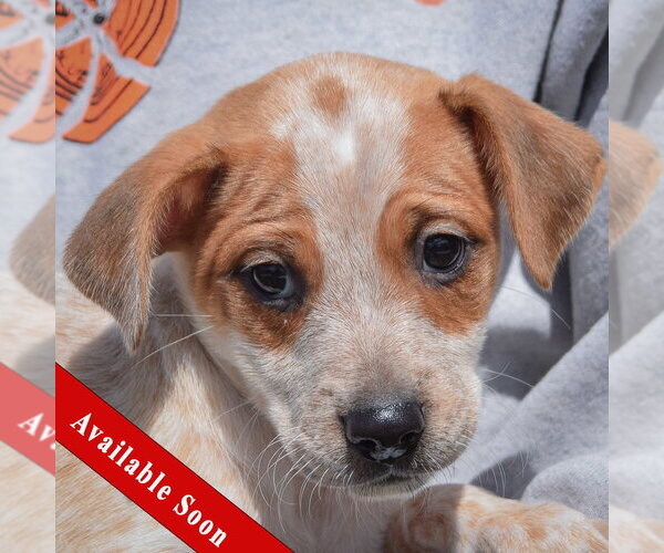 Medium Photo #1 Pug-Unknown Mix Puppy For Sale in Huntley, IL, USA