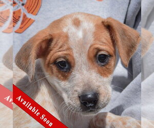 Pug-Unknown Mix Dogs for adoption in Huntley, IL, USA