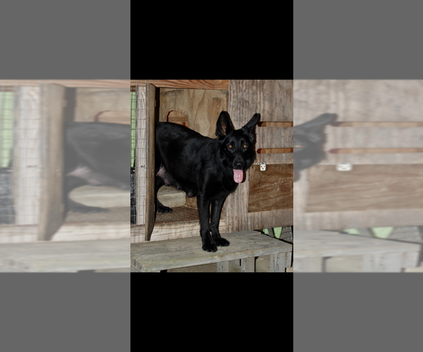 Medium Photo #1 German Shepherd Dog Puppy For Sale in GREENVILLE, NC, USA