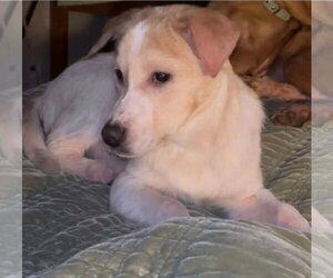 Beagle-Unknown Mix Dogs for adoption in Westminster, MD, USA