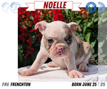 Small #11 Faux Frenchbo Bulldog