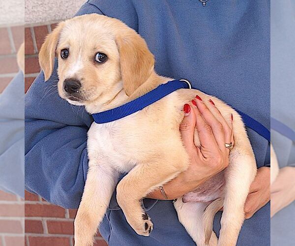 Medium Photo #2 Labrador Retriever-Unknown Mix Puppy For Sale in Carrollton, TX, USA