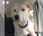 Small #3 Great Pyrenees