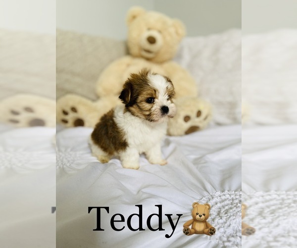 Medium Photo #9 Morkie Puppy For Sale in COOKEVILLE, TN, USA
