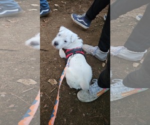 Rus-A-Pei Dogs for adoption in Fultonham, NY, USA