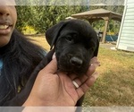 Small #14 Cane Corso-Rottweiler Mix
