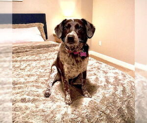 Ziggy - Female Border Collie-Unknown Mix Dog for Adoption - Photo #6