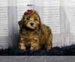 Puppy Beverly AKC Poodle (Miniature)