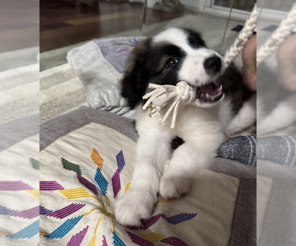 Medium Photo #7 Border-Aussie Puppy For Sale in Brooklyn, NY, USA
