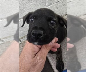 Chihuahua-Unknown Mix Dogs for adoption in San Bernardino, CA, USA