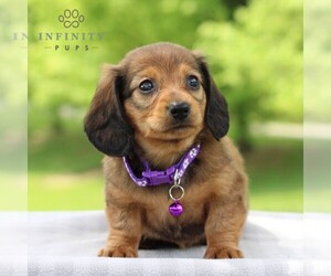 Dachshund Puppy for Sale in ANNVILLE, Pennsylvania USA