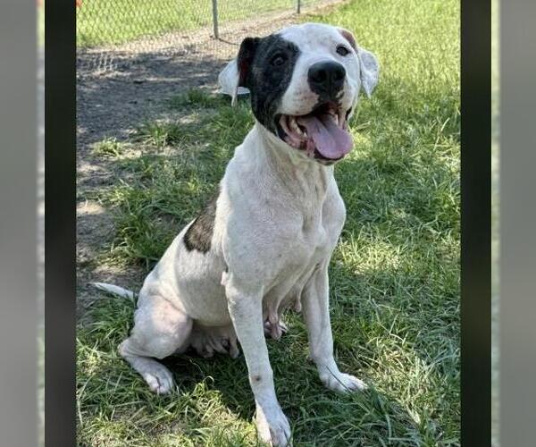 Medium Photo #2 American Pit Bull Terrier-Unknown Mix Puppy For Sale in Conroe, TX, USA