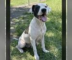 Small #1 American Pit Bull Terrier Mix