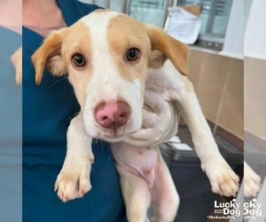 Retriever -Unknown Mix Dogs for adoption in Washington, DC, USA