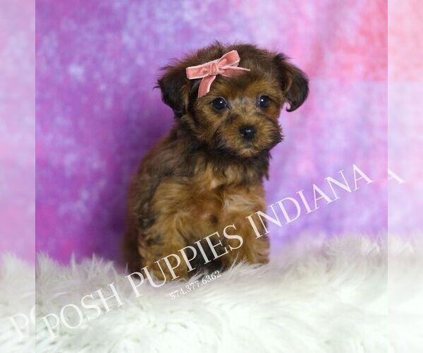 Medium Photo #138 Yorkipoo Puppy For Sale in WARSAW, IN, USA
