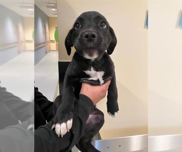 Medium Photo #1 Labrador Retriever-Unknown Mix Puppy For Sale in Orange, CA, USA