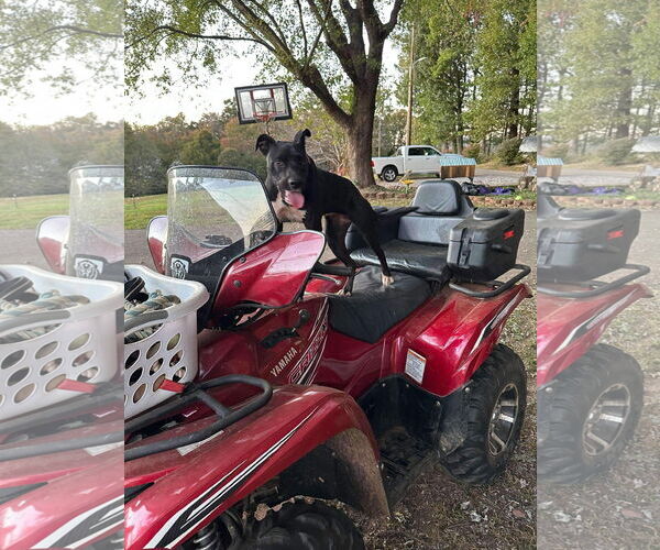 Medium Photo #3 American Pit Bull Terrier-Labrador Retriever Mix Puppy For Sale in Roaring River, NC, USA