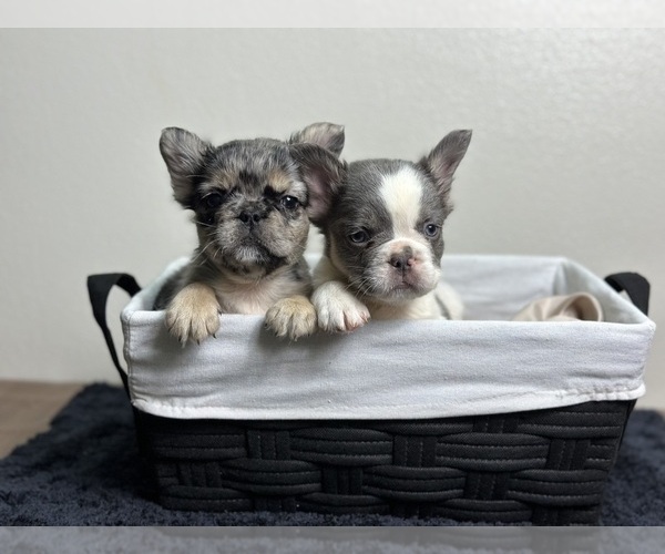Medium Photo #3 French Bulldog Puppy For Sale in LOS ANGELES, CA, USA