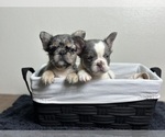 Small #2 French Bulldog