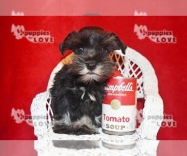 Medium Photo #17 Schnauzer (Miniature) Puppy For Sale in SANGER, TX, USA