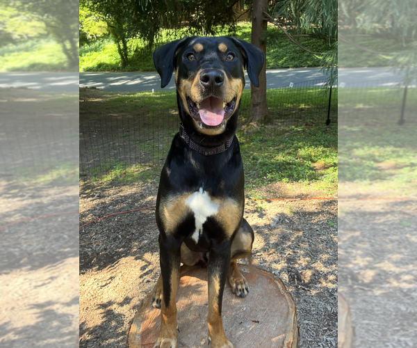 Medium Photo #2 Rottweiler-Unknown Mix Puppy For Sale in White Hall, AR, USA