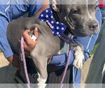 A663243 - Male American Pit Bull Terrier Dog for Adoption - Small photo