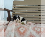 Small Photo #6 Cavapoo Puppy For Sale in FRYTOWN, IA, USA