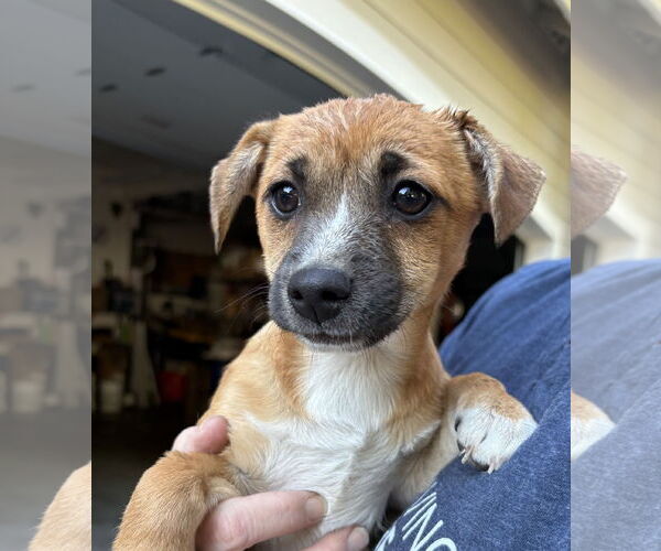 Medium Photo #2 Chiranian Puppy For Sale in Bellevue, WA, USA