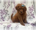 Small Photo #1 Goldendoodle-Poodle (Standard) Mix Puppy For Sale in LAKELAND, FL, USA