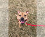 Small #2 American Staffordshire Terrier Mix