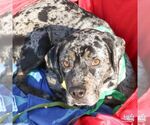 Small #1 Catahoula Leopard Dog-Retriever  Mix