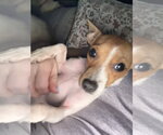 Small Rat Terrier