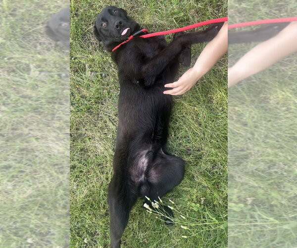 Medium Photo #3 Labrador Retriever-Unknown Mix Puppy For Sale in Wetumpka, AL, USA