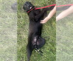 Small #2 Labrador Retriever Mix
