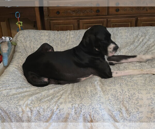 Medium Photo #2 Great Dane Puppy For Sale in Palm Beach, FL, USA