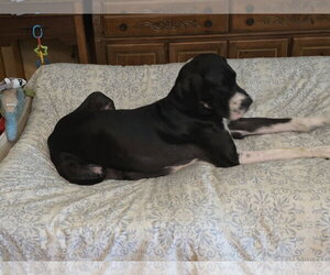 Daisy - Female Great Dane Dog for Adoption - Photo #2