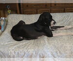 Small Photo #2 Great Dane Puppy For Sale in Palm Beach, FL, USA