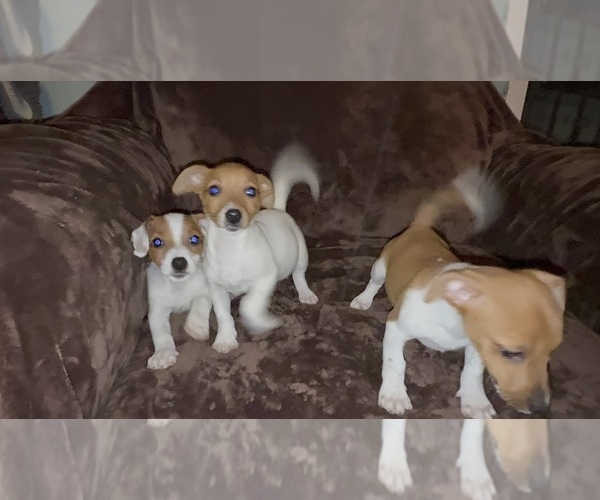 Medium Photo #6 Jack Russell Terrier Puppy For Sale in DETROIT, MI, USA