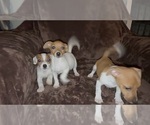 Small #5 Jack Russell Terrier