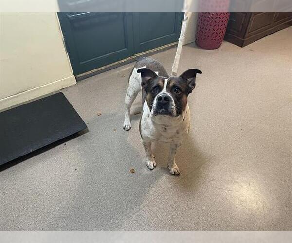 Medium Photo #1 American Pit Bull Terrier Puppy For Sale in Pasadena, CA, USA
