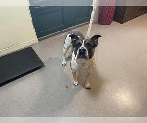 American Pit Bull Terrier Dogs for adoption in Pasadena, CA, USA
