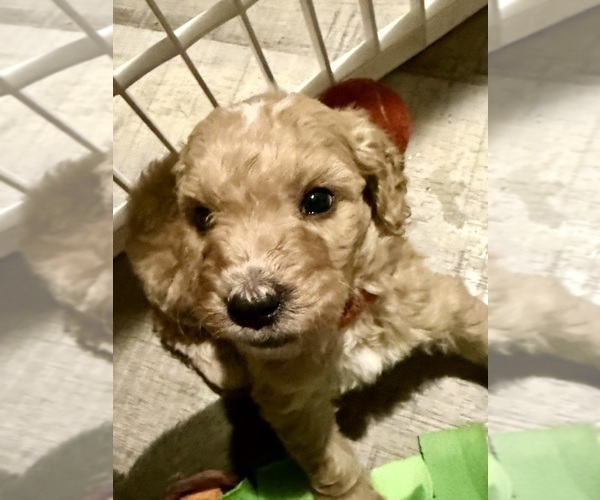 Medium Photo #7 Goldendoodle (Miniature) Puppy For Sale in ELBERT, CO, USA