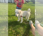 Small #7 Great Pyrenees Mix