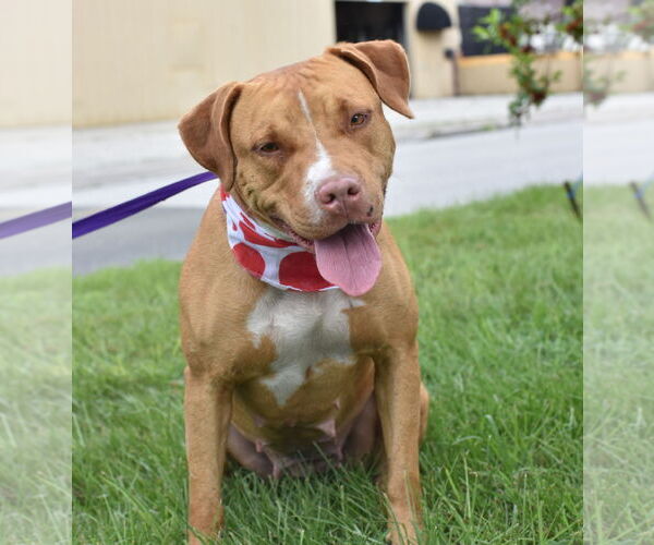 Medium Photo #25 American Staffordshire Terrier-Unknown Mix Puppy For Sale in Sanford, FL, USA