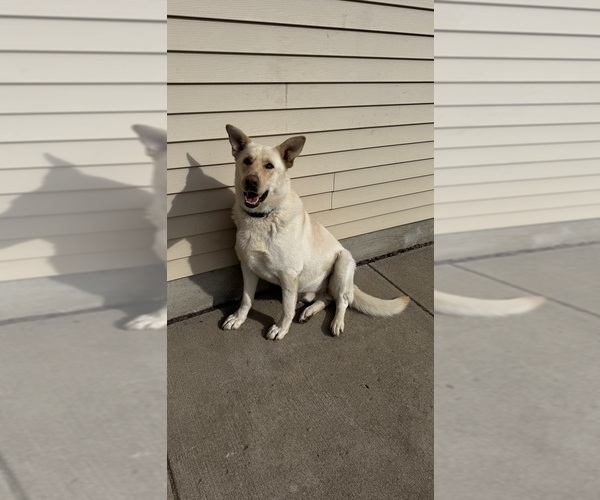 Medium Photo #1 German Shepherd Dog Puppy For Sale in STOCKTON, IL, USA