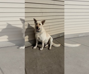 German Shepherd Dog Puppy for Sale in STOCKTON, Illinois USA