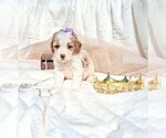 Small Photo #101 Goldendoodle (Miniature) Puppy For Sale in GASTONIA, NC, USA